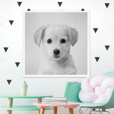 Plakat reprodukcja obrazu - Baby Golden Retriever Gizmo Black And White