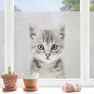 Folia okienna - Mały kot Killi