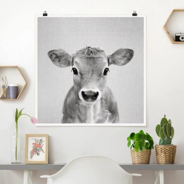 Plakat reprodukcja obrazu - Baby Cow Kira Black And White