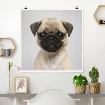 Plakat reprodukcja obrazu - Baby Pug Moritz