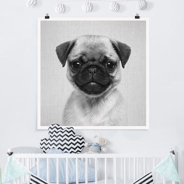Plakat reprodukcja obrazu - Baby Pug Moritz Black And White