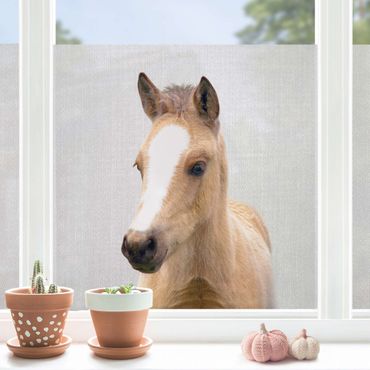 Folia okienna - Mały koń Philipp