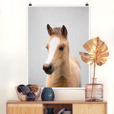 Plakat reprodukcja obrazu - Baby Horse Philipp