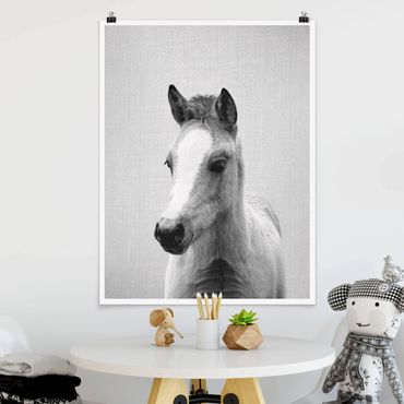Plakat reprodukcja obrazu - Baby Horse Philipp Black And White
