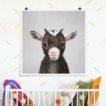 Plakat reprodukcja obrazu - Baby Goat Zelda