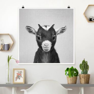 Plakat reprodukcja obrazu - Baby Goat Zelda Black And White