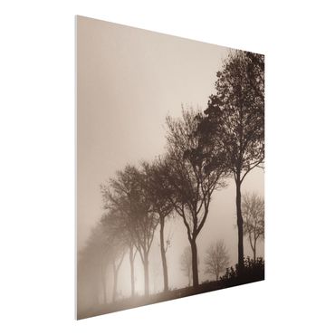 Obraz Forex - Aleja drzew w porannej mgle