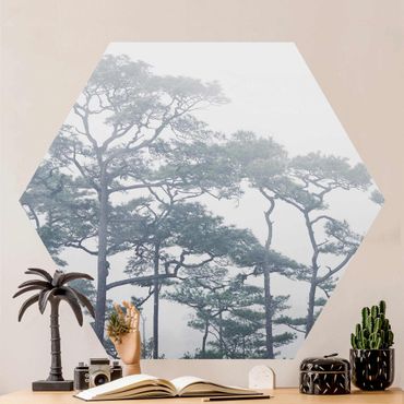 Sześciokątna tapeta samoprzylepna - Wierzchołki drzew we mgle