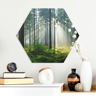 Obraz heksagonalny z Forex - Świetlany las