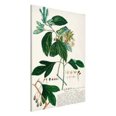 Tablica magnetyczna - Vintage Botanika Ilustracja Laurel