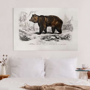 Obraz na płótnie - Tablica edukacyjna w stylu vintage Niedźwiedź brunatny