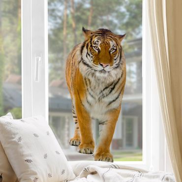 Naklejka na okno - Tygrys bengalski