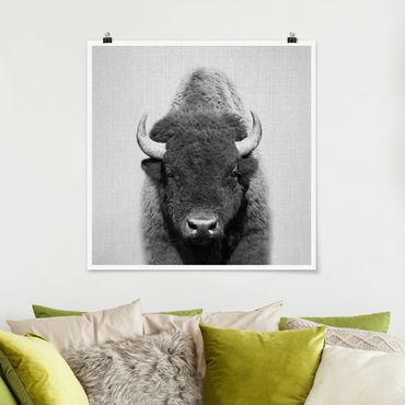 Plakat reprodukcja obrazu - Buffalo Bertram Black And White