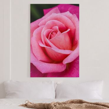 Obraz na płótnie - Kwiat różowej róży na tle zieleni