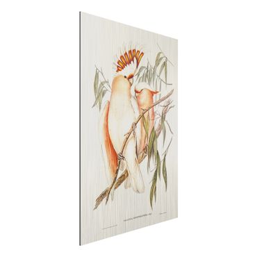 Obraz Alu-Dibond - Ilustracja w stylu vintage różowy kakadu