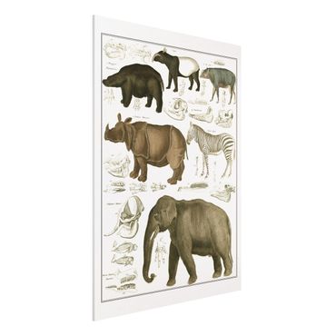 Obraz Forex - Tablica edukacyjna w stylu vintage Słonie, zebry i nosorożce