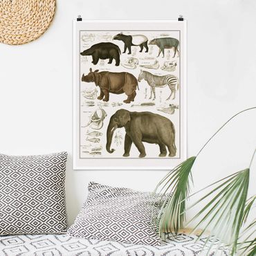 Plakat - Tablica edukacyjna w stylu vintage Słonie, zebry i nosorożce