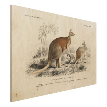 Obraz z drewna - Tablica edukacyjna w stylu vintage Kangur