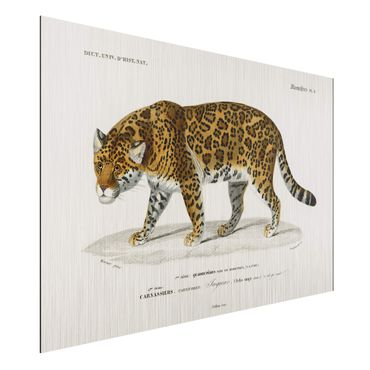 Obraz Alu-Dibond - Tablica edukacyjna w stylu vintage Jaguar