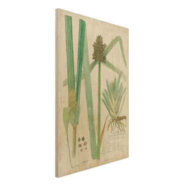 Obraz z drewna - Rysunki botaniczne w stylu vintage Trawy III