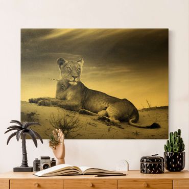 Złoty obraz na płótnie - Gniazdujący lew