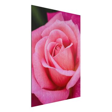 Obraz Alu-Dibond - Kwiat różowej róży na tle zieleni