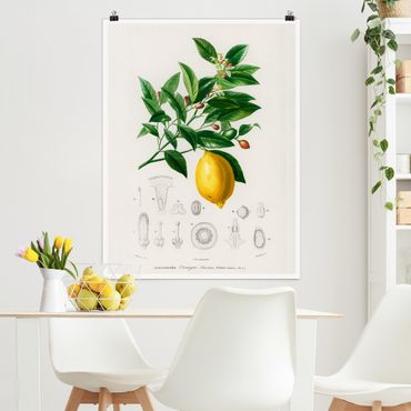 Plakat - Botany Vintage Illustration Lemon