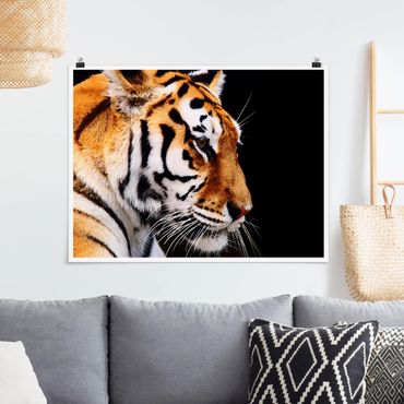Plakat - Tiger Beauty