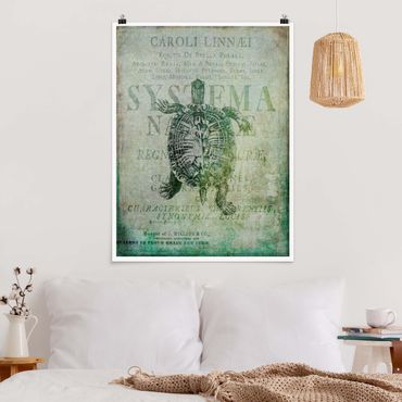 Plakat - Kolaż w stylu vintage - żółw antyczny