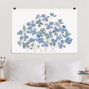 Plakat - Błękitne kwiaty hortensji