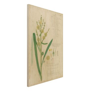 Obraz z drewna - Rysunki botaniczne w stylu vintage Trawy IV