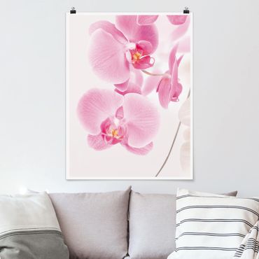 Plakat - Delikatne orchidee