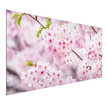 Obraz Alu-Dibond - Japońskie kwiaty wiśni