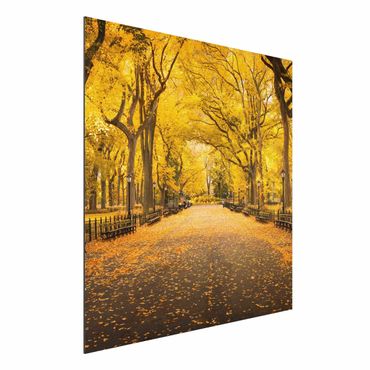 Obraz Alu-Dibond - Jesień w Central Parku