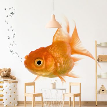 Fototapeta - Kolorowa ryba