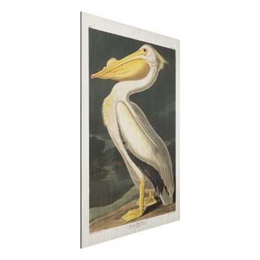 Obraz Alu-Dibond - Tablica edukacyjna w stylu vintage Pelikan biały