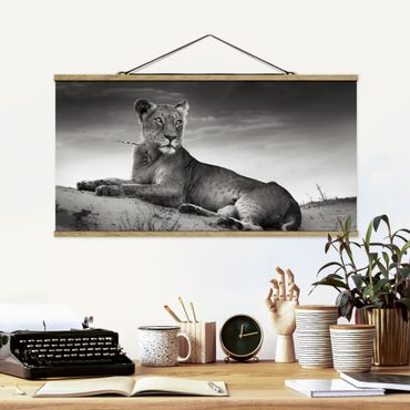 Plakat z wieszakiem - Gniazdujący lew