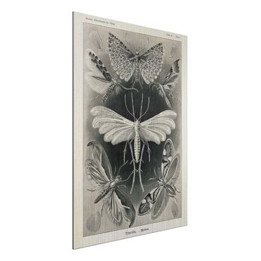 Obraz Alu-Dibond - Tablica edukacyjna w stylu vintage Motyle i ćmy