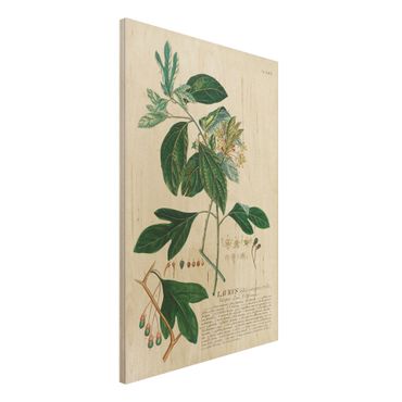 Obraz z drewna - Vintage Botanika Ilustracja Laurel