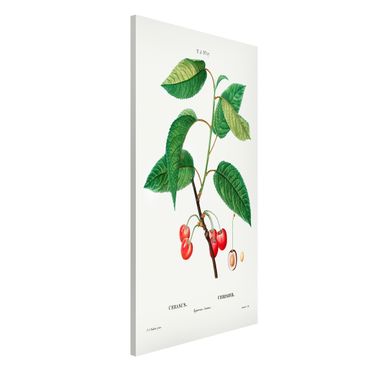 Tablica magnetyczna - Botani Vintage Ilustracja czerwonych czereśni
