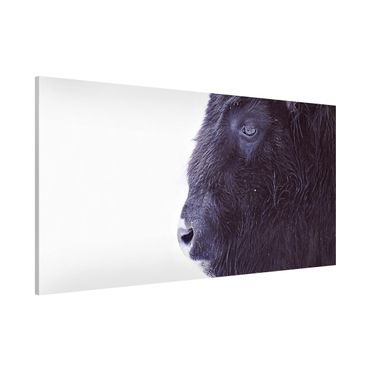 Tablica magnetyczna - Portret czarnego bizona