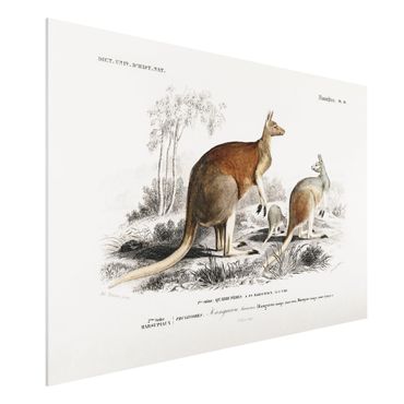 Obraz Forex - Tablica edukacyjna w stylu vintage Kangur