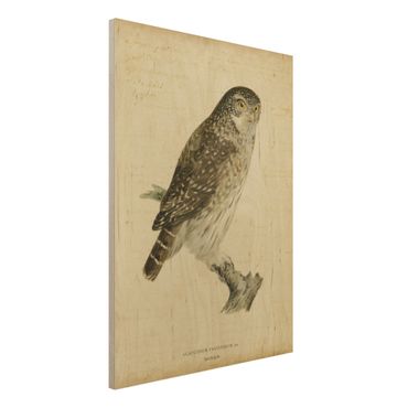 Obraz z drewna - Rysunek sowy pigmejskiej w stylu vintage