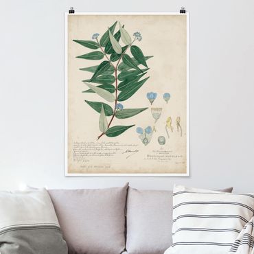 Plakat - Rośliny czarnoksięskie - Ambile
