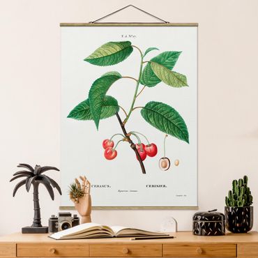 Plakat z wieszakiem - Botani Vintage Ilustracja czerwonych czereśni