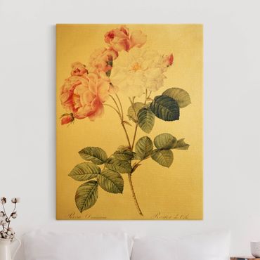 Złoty obraz na płótnie - Pierre Joseph Redouté - Róża damasceńska