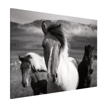 Tablica magnetyczna - Czarne i białe dzikie konie
