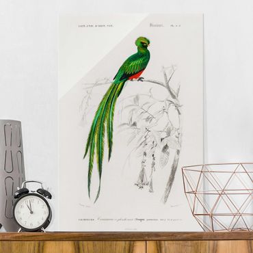 Obraz na szkle - Tablica edukacyjna w stylu vintage Ptaki tropikalne I