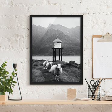 Plakat w ramie - Trzy owce na Lofotach