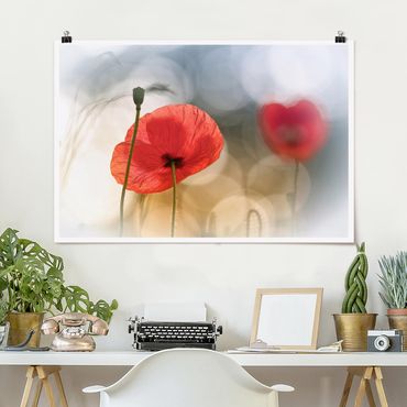 Plakat - Poppies in the Morning